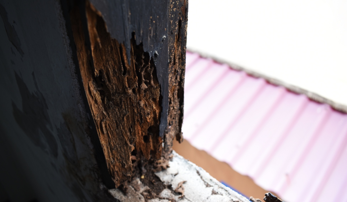 Diagnostic termites d'une charpente